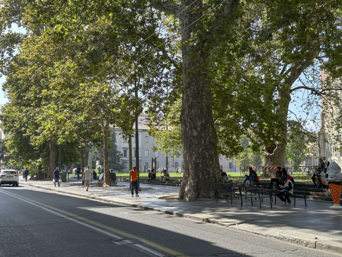 Platano (Insieme om.)_Via Garibaldi_Parma_IMG_9880
